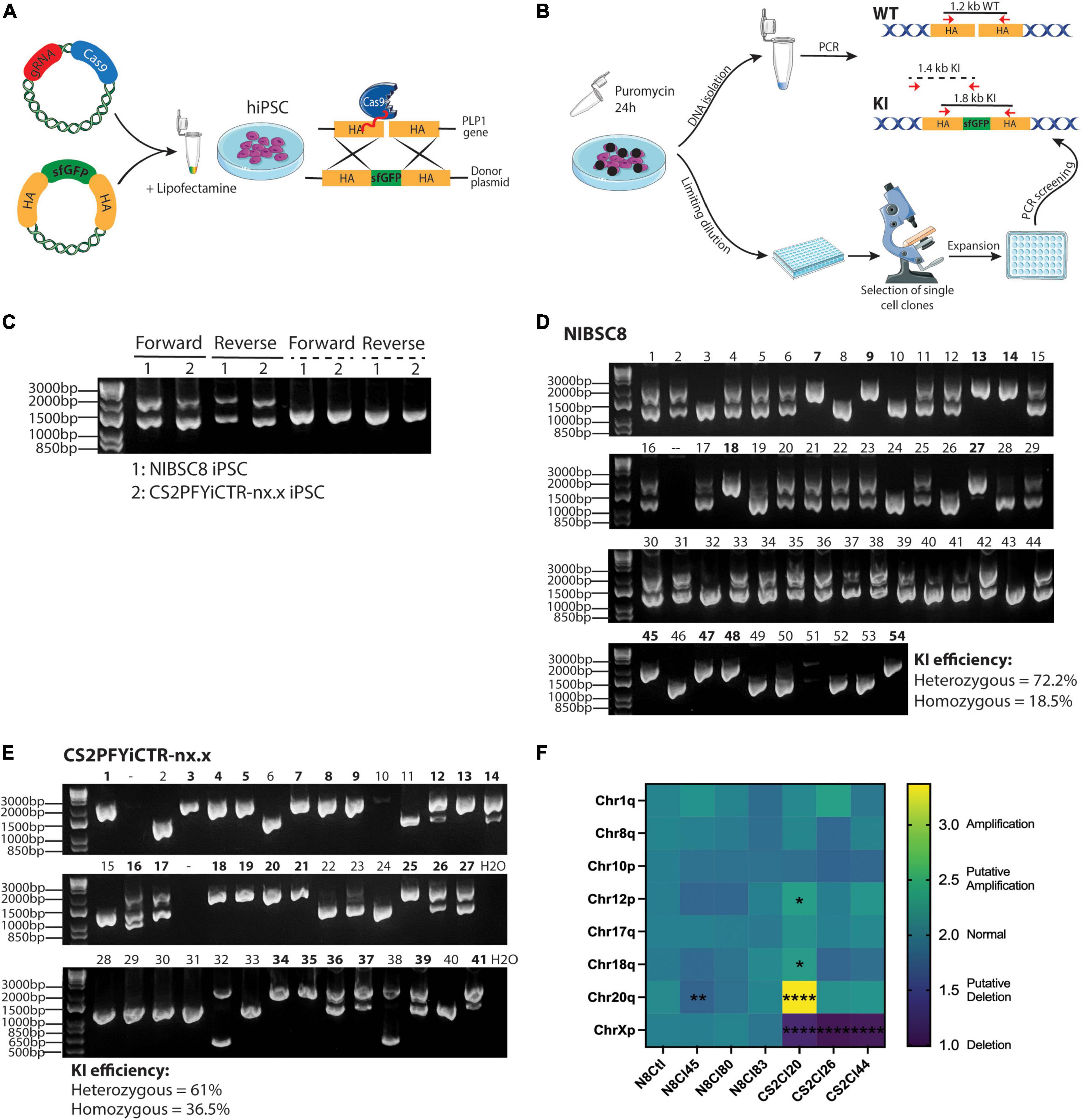 Oligodendrogenesis and myelination tracing in a CRISPR/Cas9-engineered brain microphysiological system